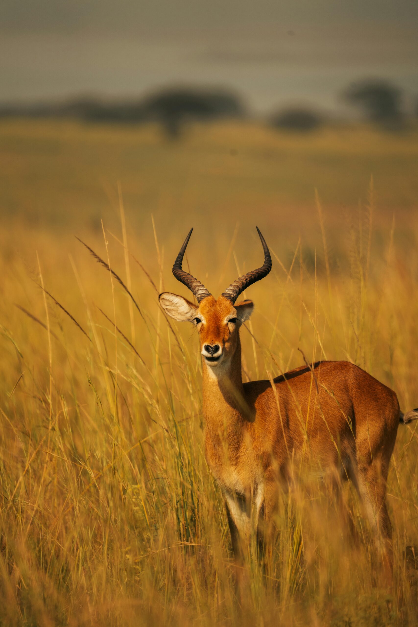 Nyerere National Park (Selous)