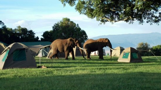 elephants-at-simba-campsite