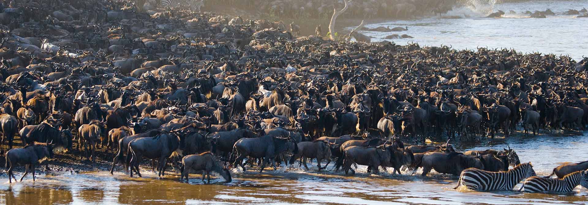 THE GREAT MIGRATION IN SERENGETI — WHAT, WHEN, WHERE & HOW MUCH?